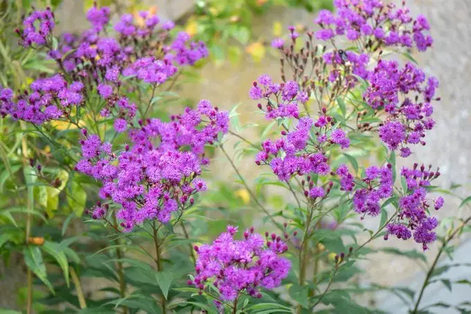Cultive flores de finales de verano y otoño para colibríes
