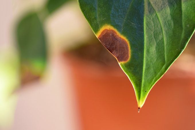 ¿Por qué mi planta tiene puntas marrones en las hojas?