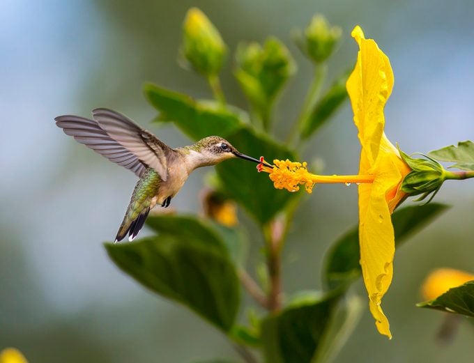 Hibiscus Flower Care 101: exteriores e interiores