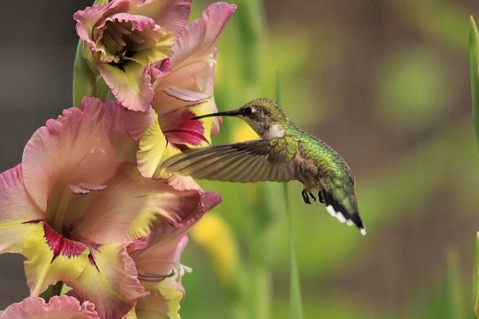 Guía de regalos de amapola de flor de nacimiento de agosto 2022