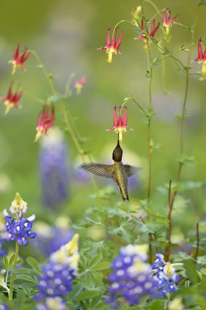 Las mejores plantas perennes para cultivar para los colibríes