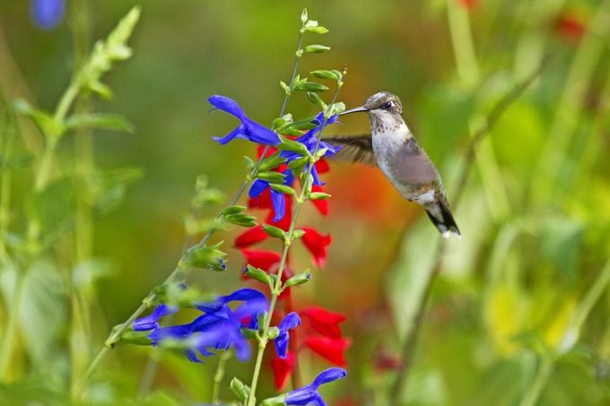 Las mejores plantas perennes para cultivar para los colibríes