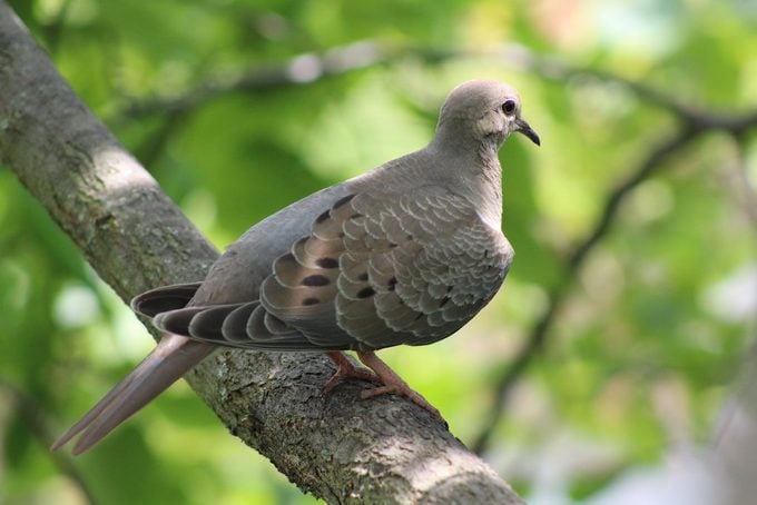 ¿Por qué los pájaros cantan en primavera?