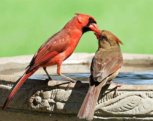 ¿Por qué los pájaros cantan en primavera?