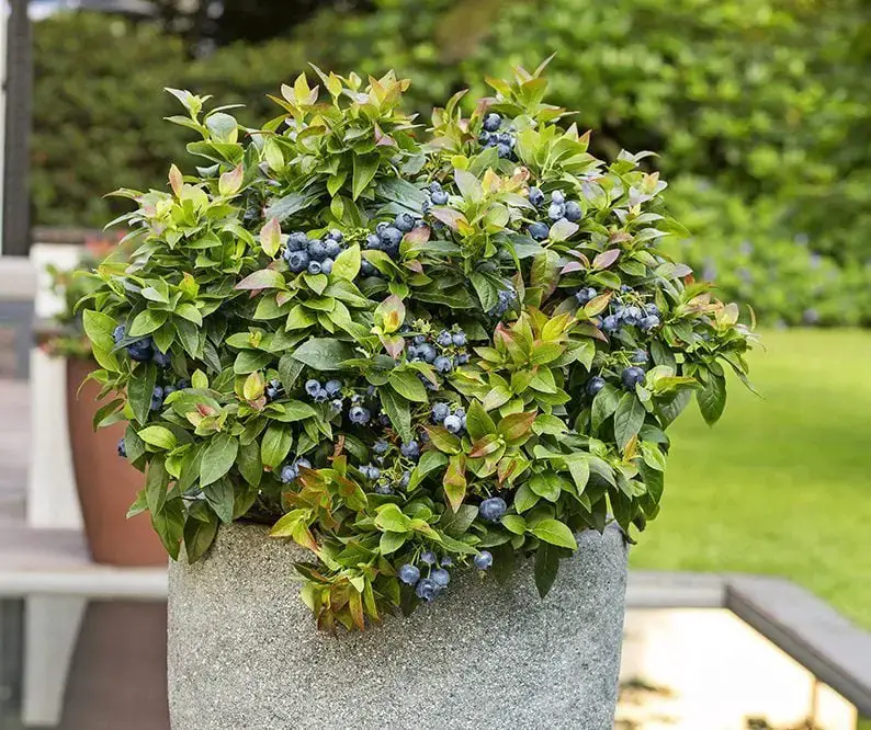 Cómo cultivar arándanos en tu propio patio trasero