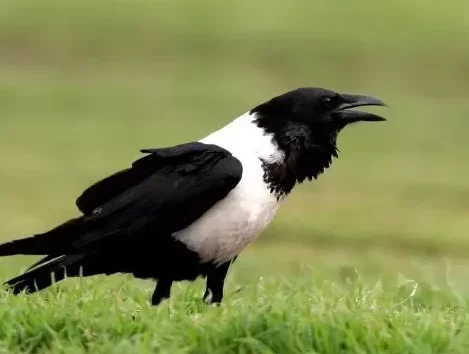 ¿Qué especies de aves son completamente negras además de las comunes...
