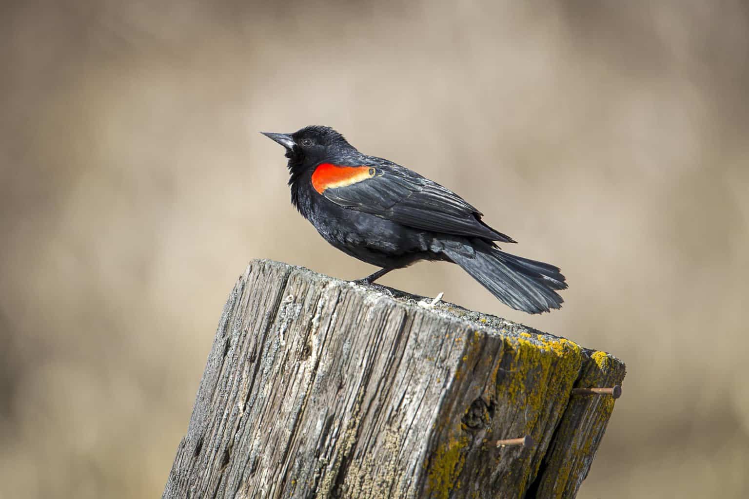 20 tipos de pájaros negros: ¡nuestra lista de cosas a tener en cuenta!