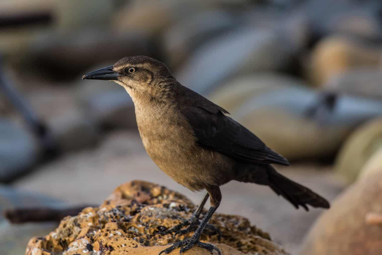 20 tipos de pájaros negros: ¡nuestra lista de cosas a tener en cuenta!