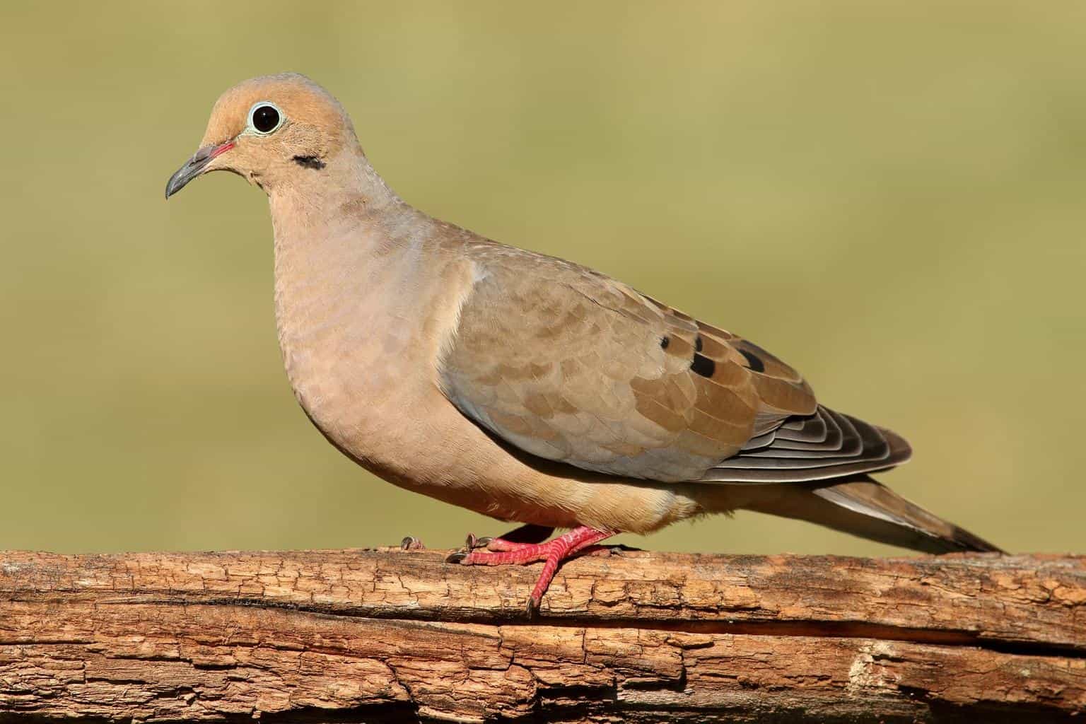 26 pájaros que parecen palomas: una lista detallada