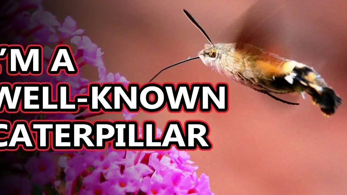 Datos sobre la polilla colibrí: también conocida como polilla halcón |