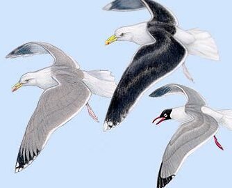 Gaviotas y charranes |