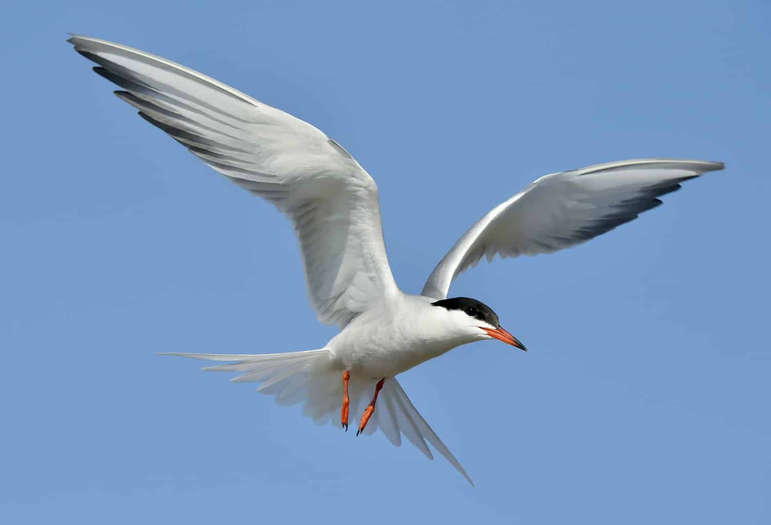 3 pájaros que se parecen a las gaviotas: ¡notando la diferencia!