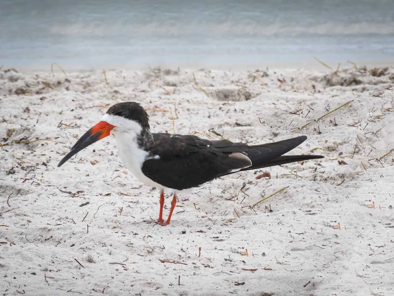 3 pájaros que se parecen a las gaviotas: ¡notando la diferencia!