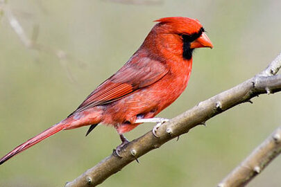 Aves de Kentucky: 30 especies más comunes |