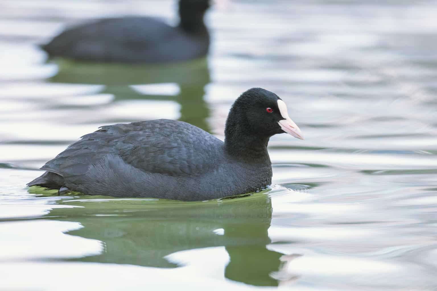 5 pájaros que parecen patos: un análisis detallado
