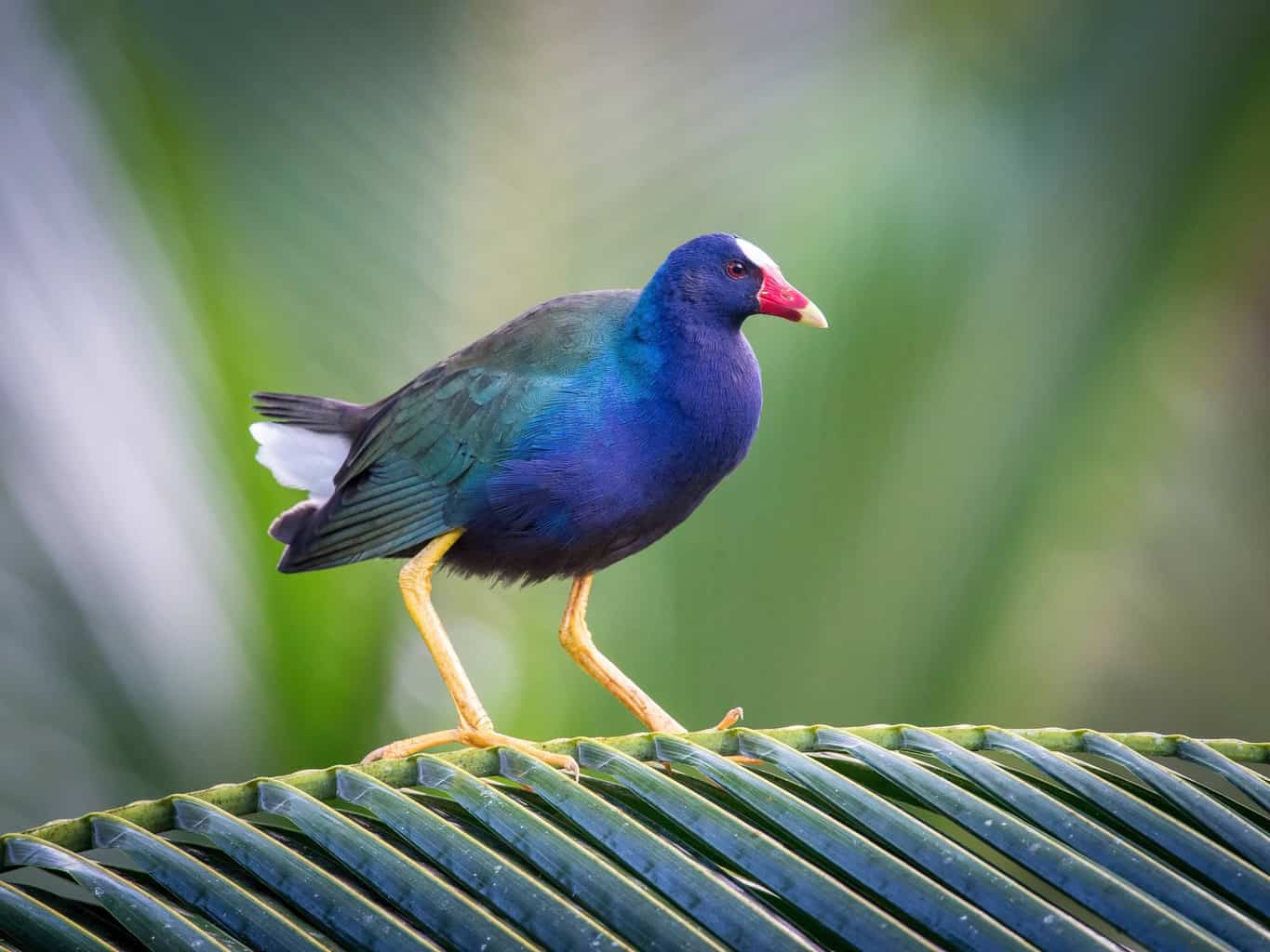 5 pájaros que parecen patos: un análisis detallado