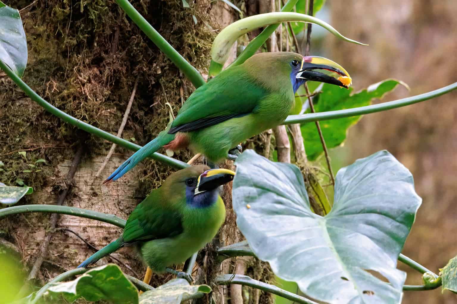 5 pájaros que parecen tucanes