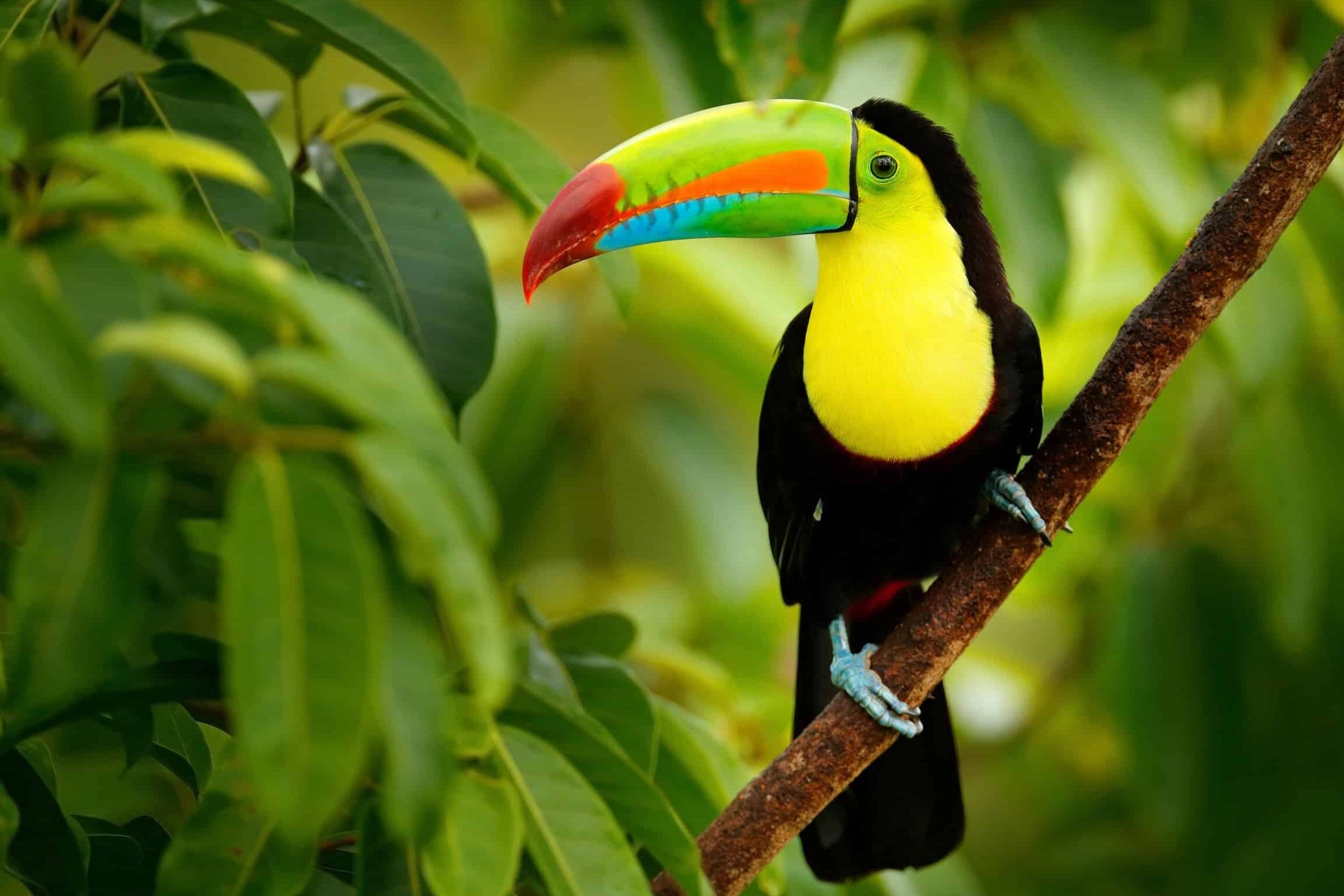 Tucán pico de quilla - Animales de la A a la Z
