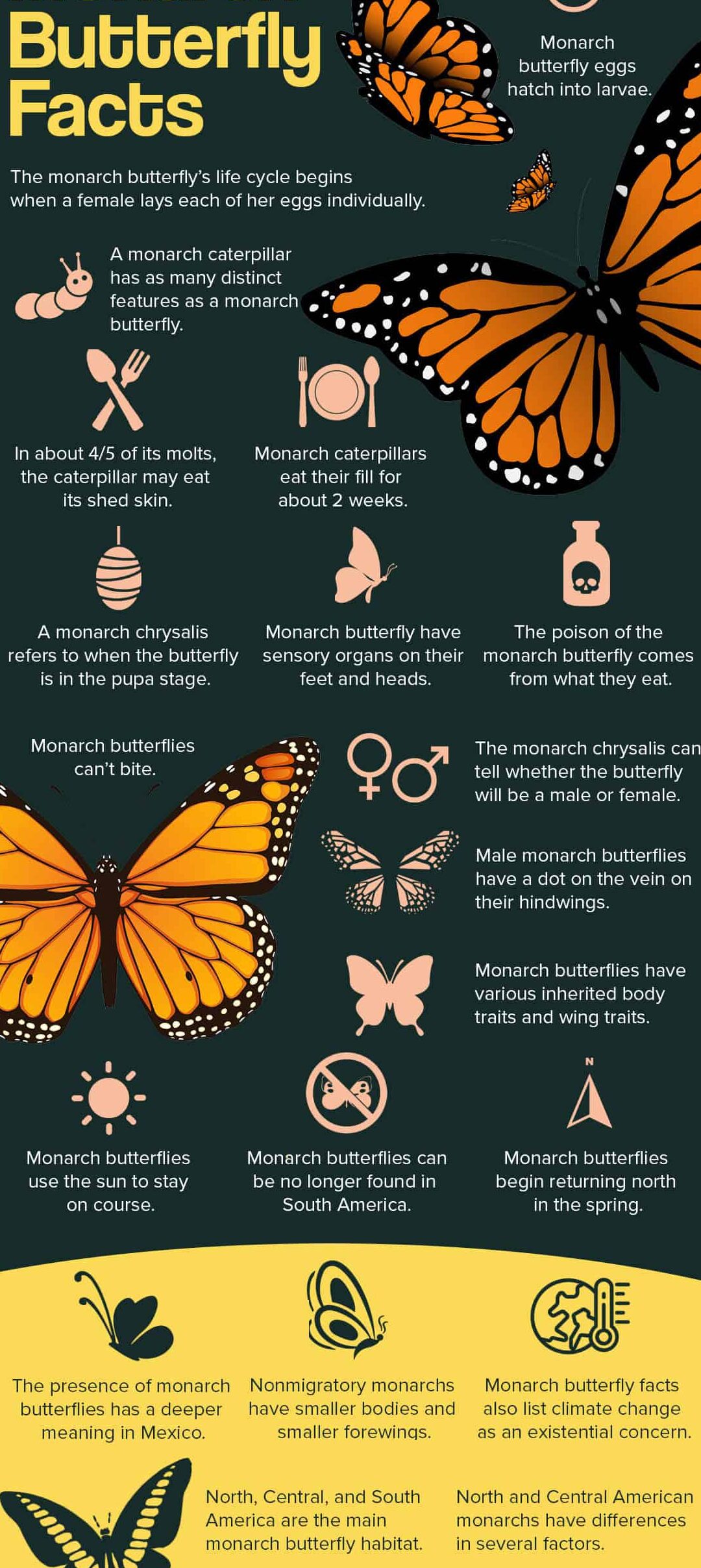 50 datos magníficos sobre la mariposa monarca que no te puedes perder - Facts.net