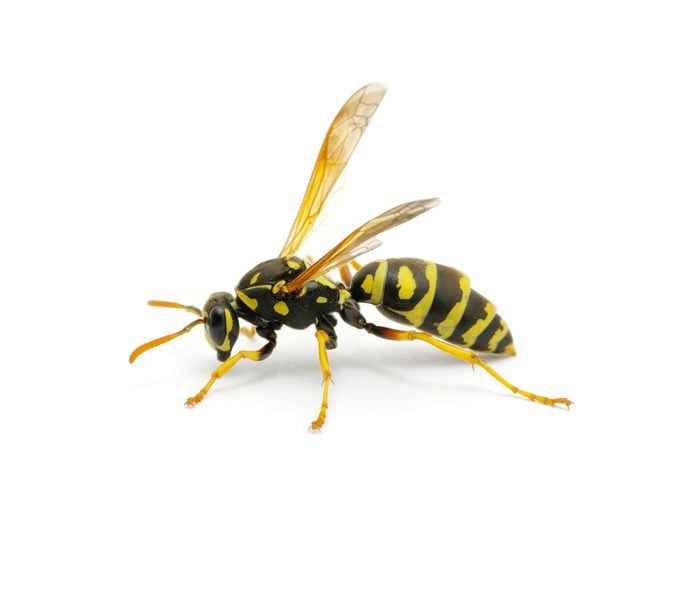 6 diferencias clave entre abejas y avispas