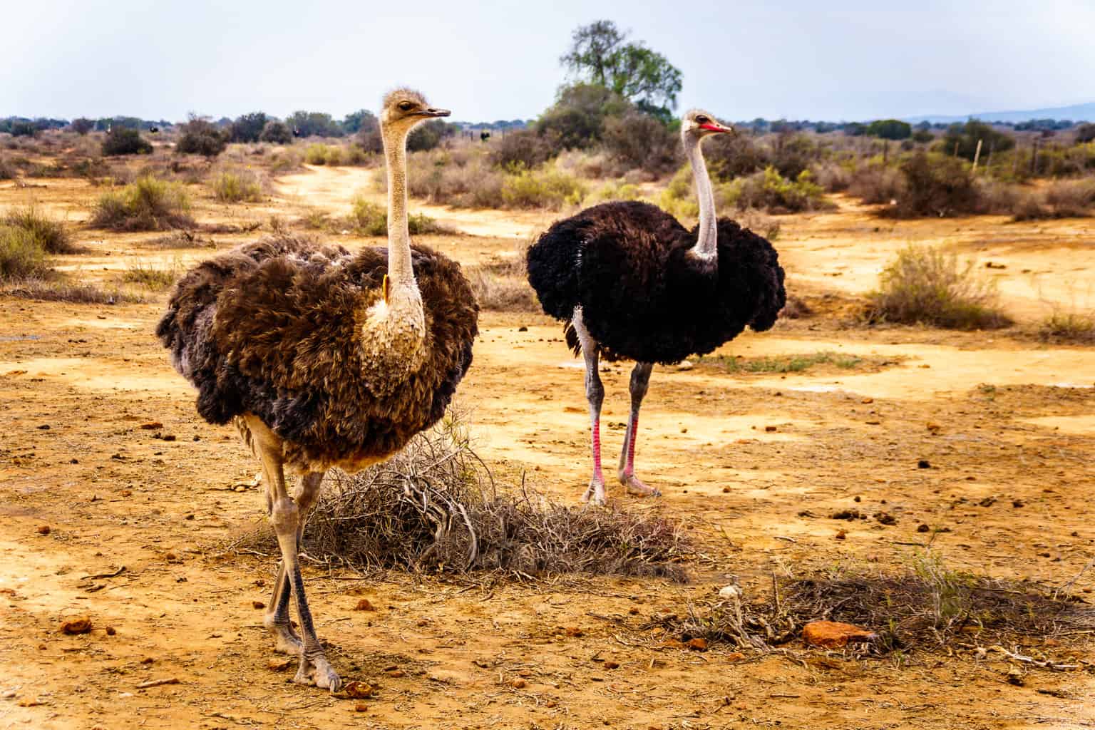 6 pájaros que parecen avestruces: la guía completa de aves