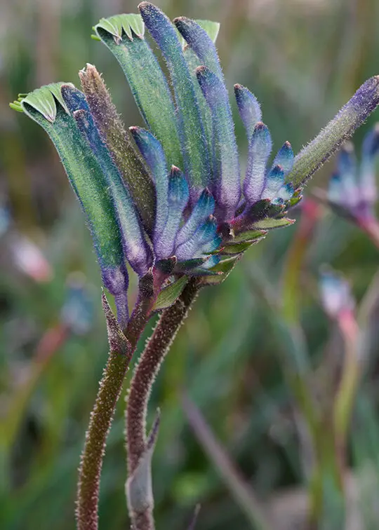 Plantas imprescindibles para 2024: flores raras y únicas para coleccionistas