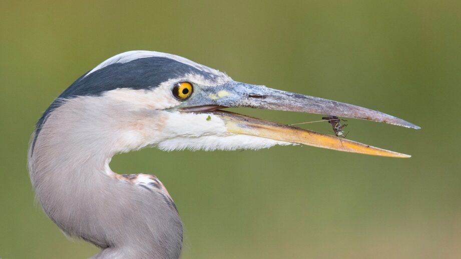 Great Blue Heron (Parque del Humedal Sankofa y sendero natural ...
