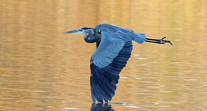 7 datos fascinantes sobre las garzas azules