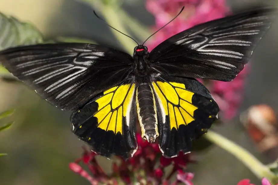 19 datos fascinantes sobre las mariposas – San Diego Zoo Wildlife Alliance...