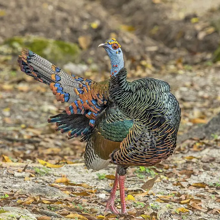 Pavo ocelado - Wikipedia