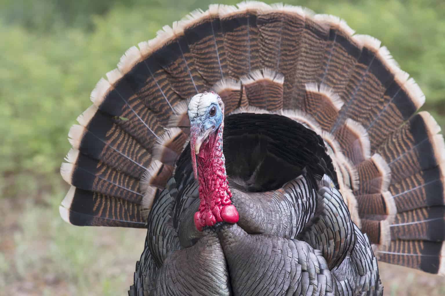 7 pájaros que parecen pavos