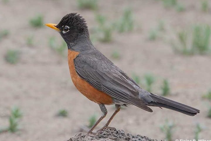 7 pájaros que parecen petirrojos [Desafíos de identificación]