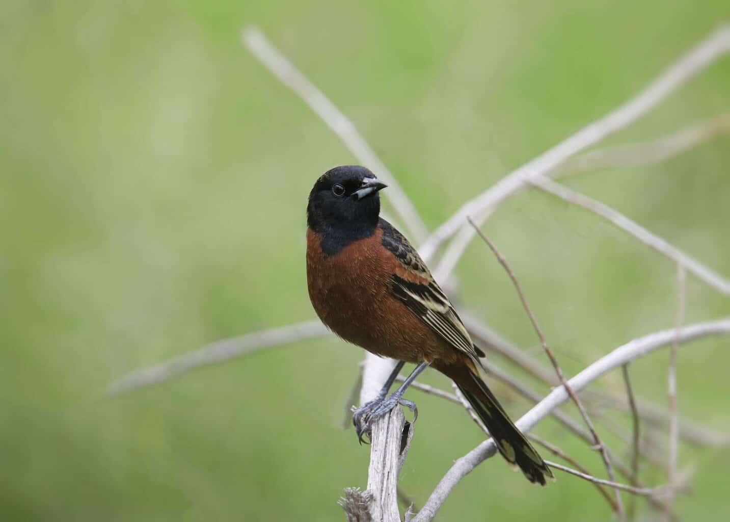 Los 10 tipos de mirlos en Maryland que un observador de aves puede encontrar