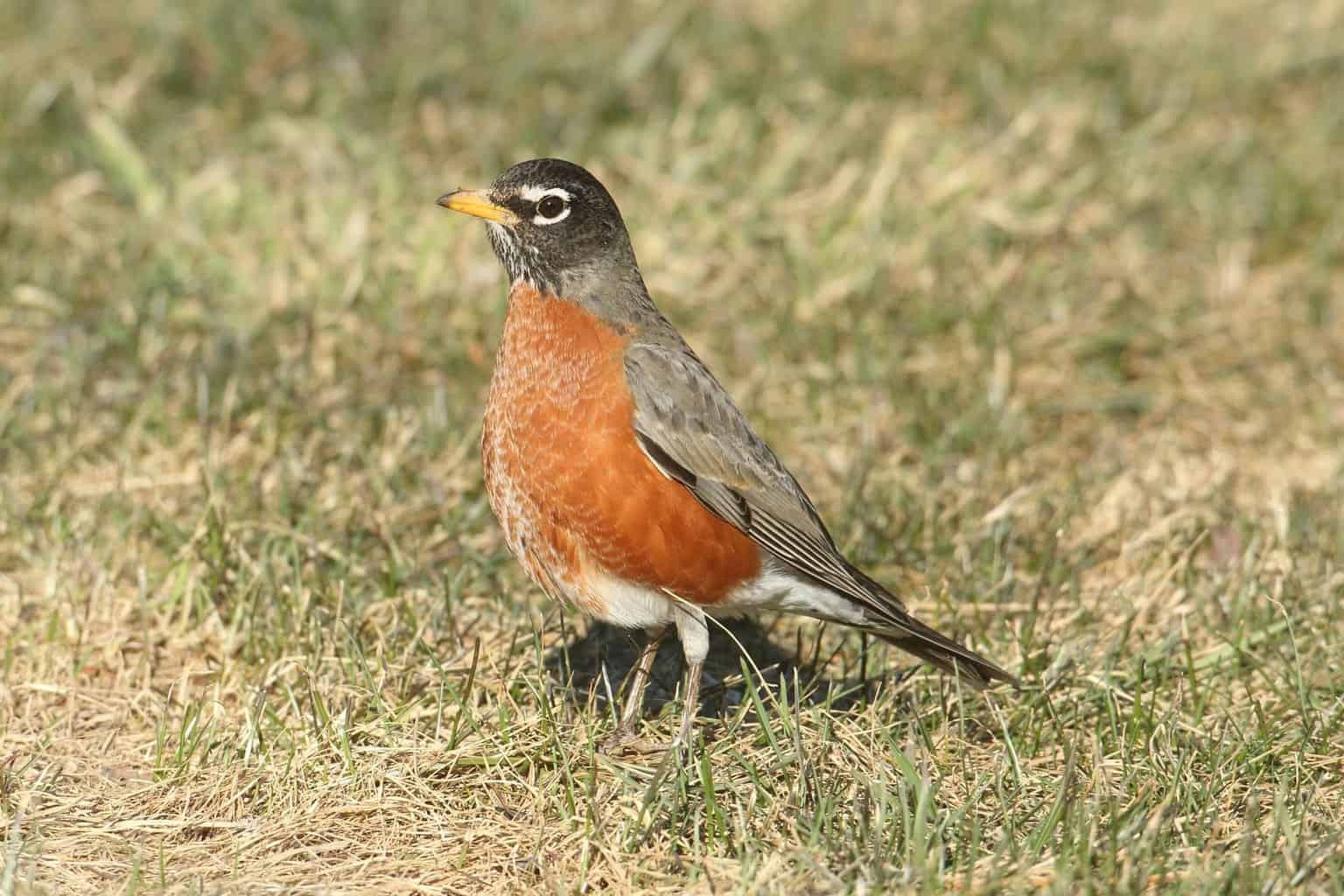 7 pájaros que parecen petirrojos: parecidos a primera vista