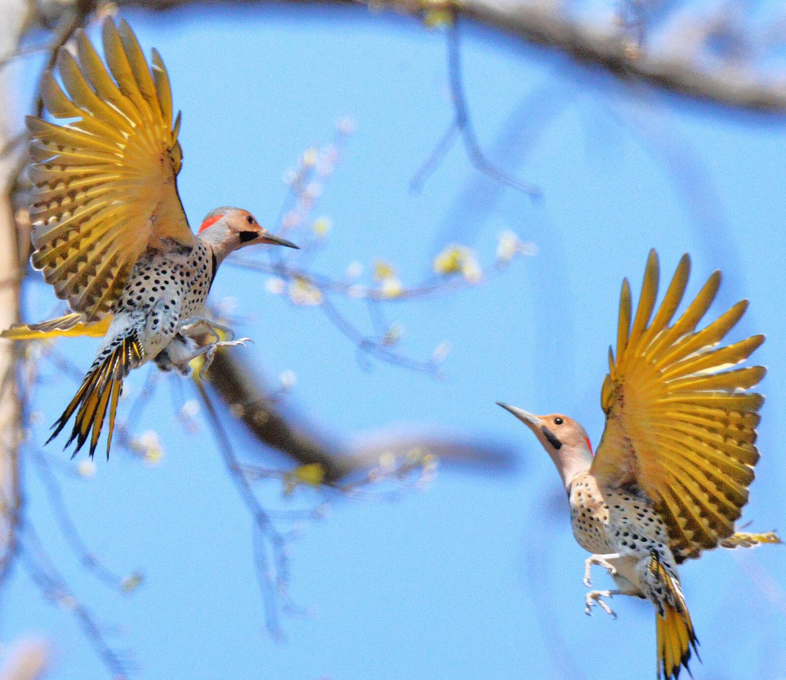 Barriendo los pájaros carpinteros en Metro Atlanta
