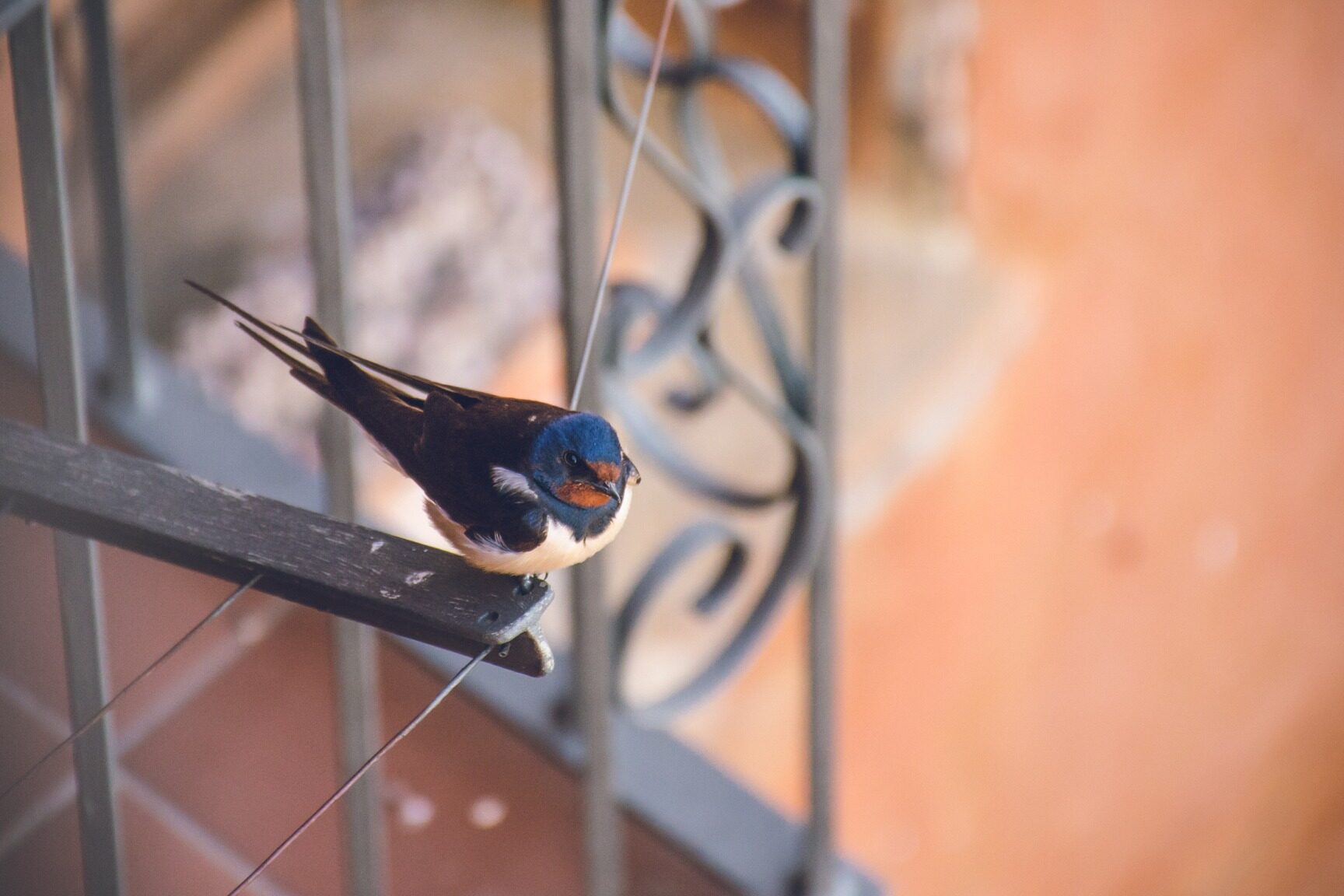 Consejos para prevenir los nidos de golondrina esta primavera - AgriLife Today