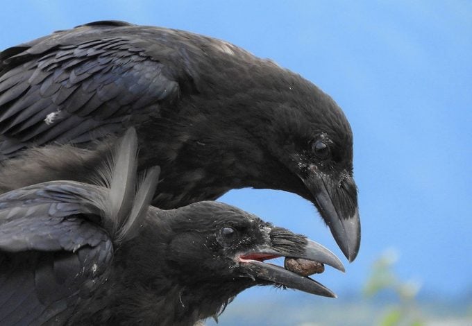 9 datos fascinantes sobre los cuervos comunes