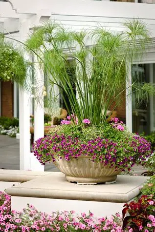 18 tipos de césped ornamental para tu jardín |