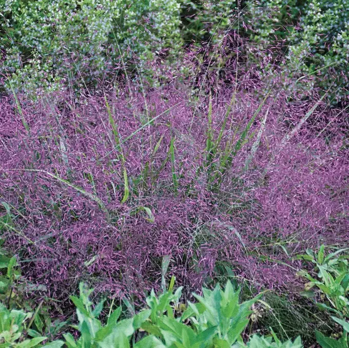 9 hermosos pastos ornamentales para tu jardín