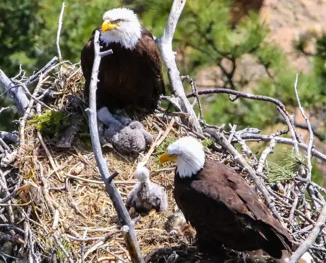 9 tipos diferentes de nidos de pájaros y cómo detectarlos