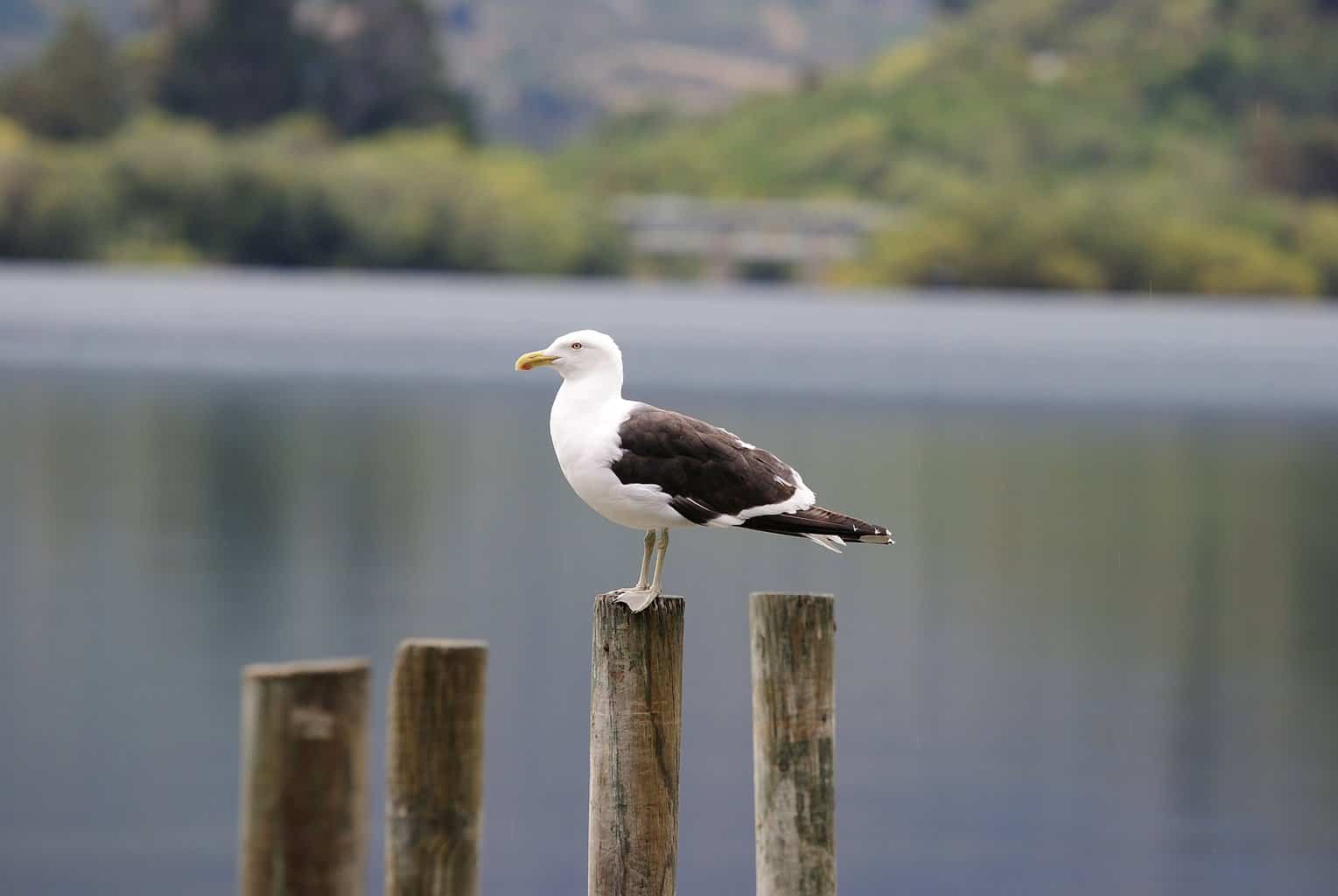 Albatross vs Pelican: una guía de comparación completa