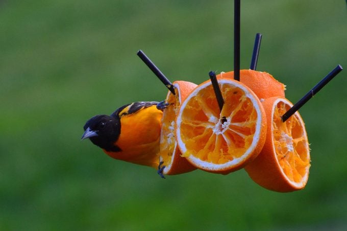 Alimentación de las oropéndolas: ¿Qué comen las oropéndolas?