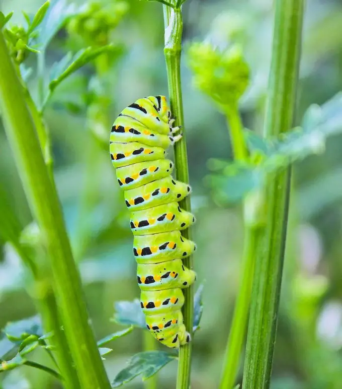 Atrae mariposas cola de golondrina negras a tu jardín