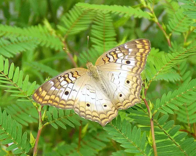 Atrayendo mariposas | Consejos simples para la fotografía de mariposas