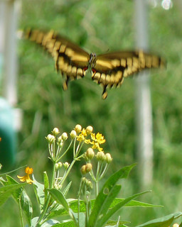 Atrayendo mariposas | Consejos simples para la fotografía de mariposas