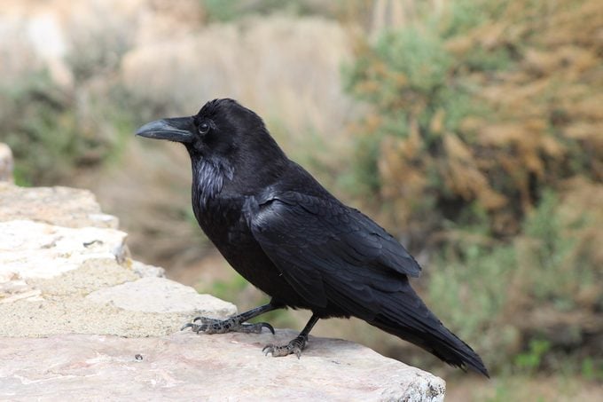 9 datos fascinantes sobre los cuervos comunes