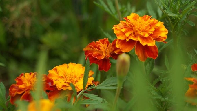 Calendula vs Marigold: ¿Cuál es la diferencia?