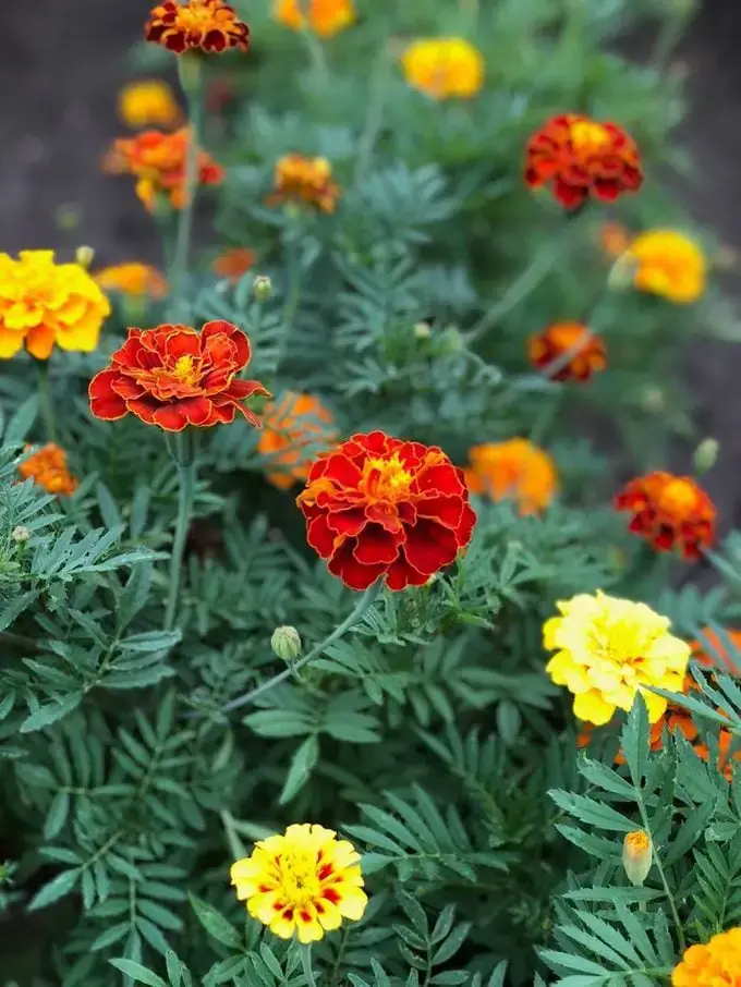 Calendula vs Marigold: ¿Cuál es la diferencia?