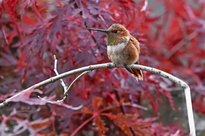 Colibrí macho vs hembra: ¿cuál es la diferencia?