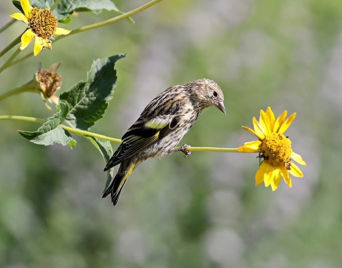 Cómo atraer e identificar un jilguero de pino